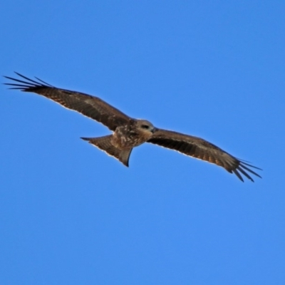 Milvus migrans (Black Kite) at Jerrabomberra, ACT - 8 May 2019 by RodDeb