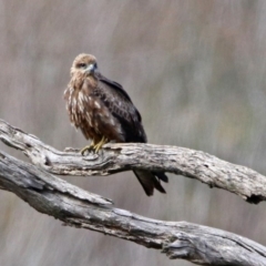 Milvus migrans at Jerrabomberra, ACT - 8 May 2019