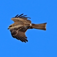 Milvus migrans at Jerrabomberra, ACT - 8 May 2019 11:34 AM