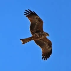 Milvus migrans at Jerrabomberra, ACT - 8 May 2019 11:34 AM