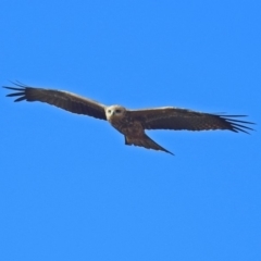 Milvus migrans at Jerrabomberra, ACT - 8 May 2019 11:34 AM