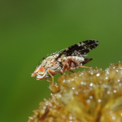 Tephritidae sp. (family) (Unidentified Fruit or Seed fly) at Acton, ACT - 3 May 2019 by TimL