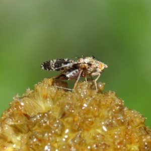 Tephritidae sp. (family) at Acton, ACT - 3 May 2019