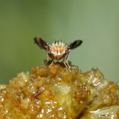 Tephritidae sp. (family) at Acton, ACT - 3 May 2019 10:03 AM