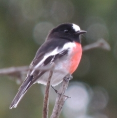 Petroica boodang (Scarlet Robin) at Tharwa, ACT - 7 May 2019 by MichaelBedingfield