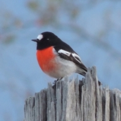 Petroica boodang (Scarlet Robin) at Paddys River, ACT - 18 May 2015 by michaelb