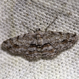 Didymoctenia exsuperata at O'Connor, ACT - 27 Dec 2017 10:32 PM