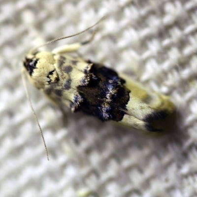 Piloprepes antidoxa (A concealer moth) at O'Connor, ACT - 27 Dec 2017 by ibaird