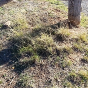 Eragrostis curvula at Watson, ACT - 9 May 2019