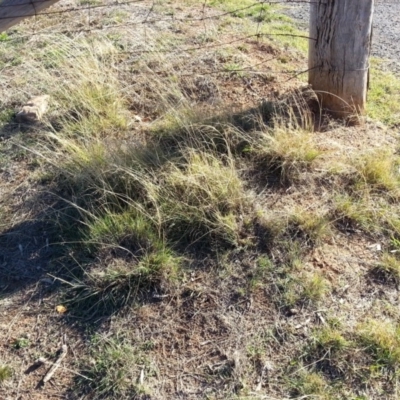 Eragrostis curvula (African Lovegrass) at Watson, ACT - 8 May 2019 by waltraud