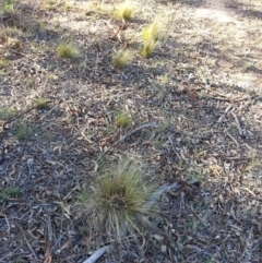 Nassella trichotoma (Serrated Tussock) at Watson, ACT - 9 May 2019 by waltraud