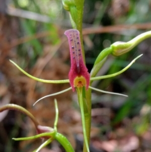 Cryptostylis leptochila at Mittagong, NSW - 17 Jan 2019