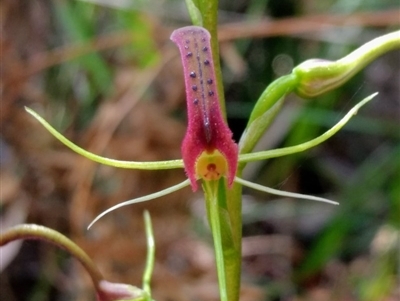 Cryptostylis leptochila (Small Tongue Orchid) at Mittagong, NSW - 17 Jan 2019 by MattM