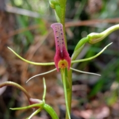 Cryptostylis leptochila (Small Tongue Orchid) at Mittagong, NSW - 17 Jan 2019 by MattM