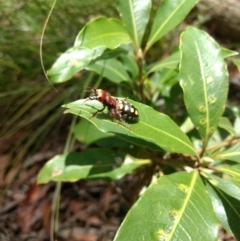 Thynnus zonatus (Native Flower Wasp) at Mittagong, NSW - 17 Jan 2019 by MattM