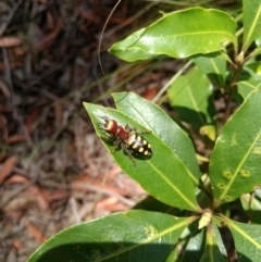 Thynnus zonatus at Mittagong, NSW - 17 Jan 2019