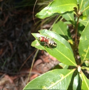 Thynnus zonatus at Mittagong, NSW - 17 Jan 2019 02:02 PM