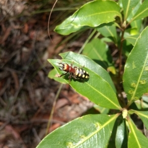 Thynnus zonatus at Mittagong, NSW - 17 Jan 2019 02:02 PM