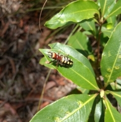 Thynnus zonatus at Mittagong, NSW - 17 Jan 2019