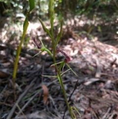 Cryptostylis leptochila (Small Tongue Orchid) at Wingecarribee Local Government Area - 17 Jan 2019 by MattM