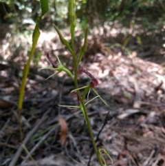 Cryptostylis leptochila (Small Tongue Orchid) at Mittagong, NSW - 17 Jan 2019 by MattM