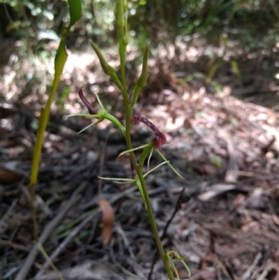 Cryptostylis leptochila (Small Tongue Orchid) at Mittagong, NSW - 17 Jan 2019 by MattM