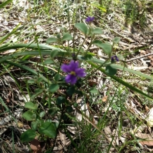 Dampiera purpurea at Mittagong, NSW - 17 Jan 2019 02:35 PM