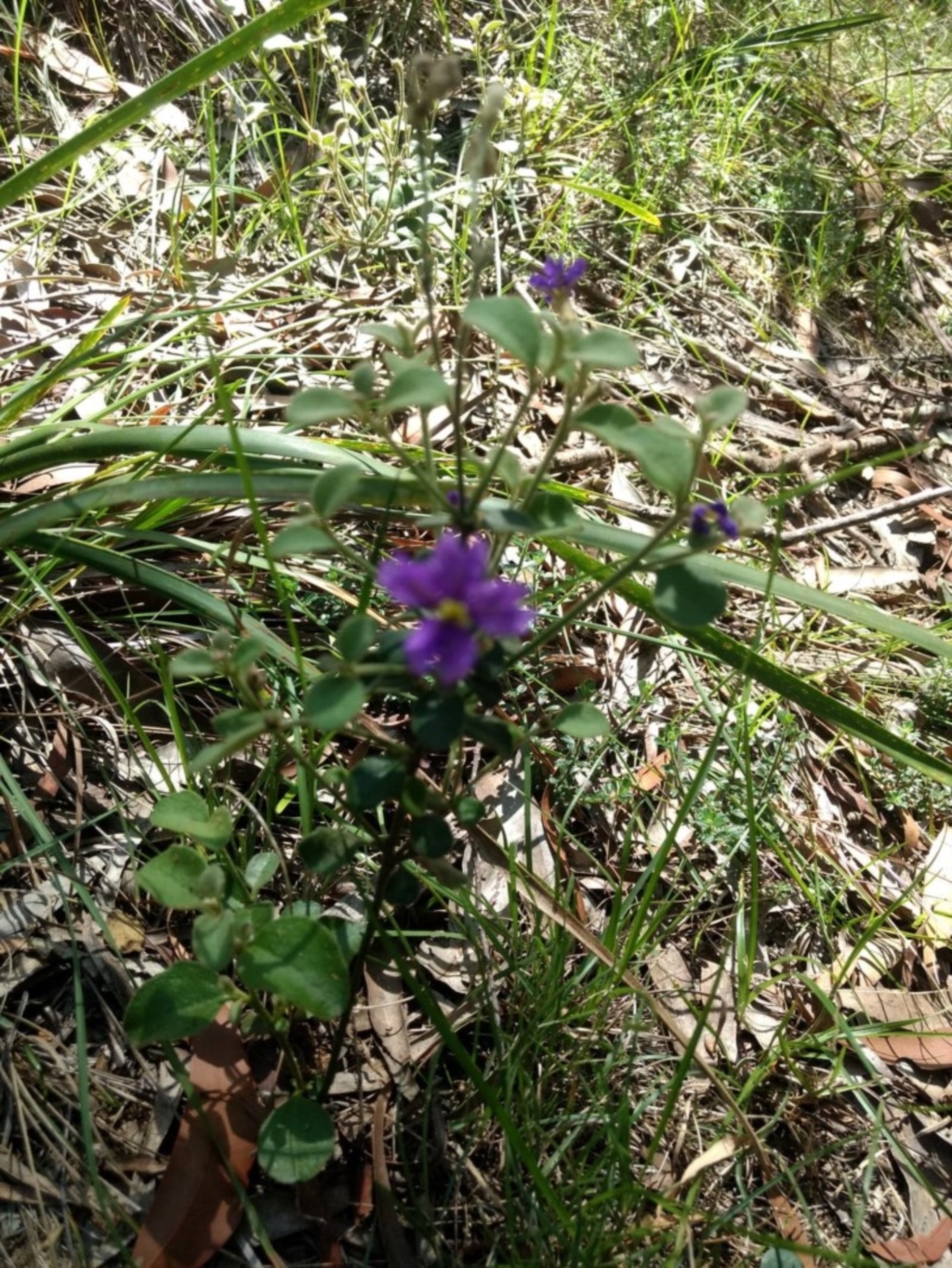 Dampiera purpurea at Mittagong, NSW - 17 Jan 2019