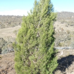 Callitris endlicheri (Black Cypress Pine) at Tuggeranong Hill - 9 May 2019 by Owen