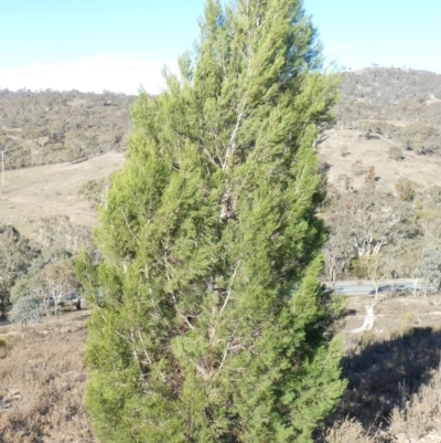 Callitris endlicheri (Black Cypress Pine) at Theodore, ACT - 9 May 2019 by Owen