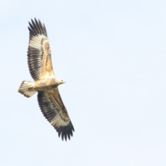 Haliaeetus leucogaster (White-bellied Sea-Eagle) at Pambula, NSW - 2 May 2019 by Leo