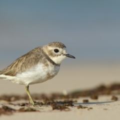 Charadrius bicinctus (Double-banded Plover) at Pambula - 8 May 2019 by Leo
