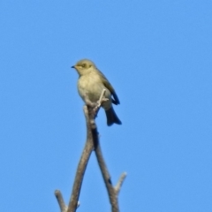 Ptilotula fusca (Fuscous Honeyeater) at Fyshwick, ACT - 9 May 2019 by RodDeb