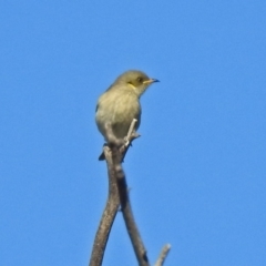 Ptilotula fusca at Fyshwick, ACT - 9 May 2019