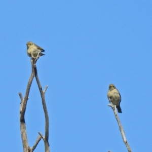 Ptilotula fusca at Fyshwick, ACT - 9 May 2019