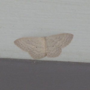 Scopula optivata at Stromlo, ACT - 9 May 2019 03:19 PM