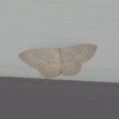 Scopula optivata (Varied Wave) at Cotter Reserve - 9 May 2019 by Christine