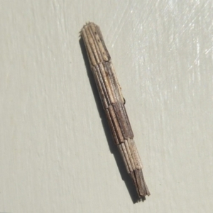 Lepidoscia arctiella at Stromlo, ACT - 9 May 2019