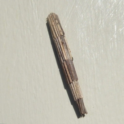 Lepidoscia arctiella (Tower Case Moth) at Stromlo, ACT - 9 May 2019 by Christine