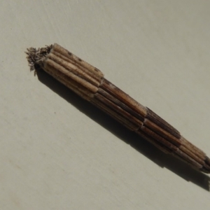 Lepidoscia arctiella at Stromlo, ACT - 9 May 2019