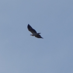 Haliaeetus leucogaster (White-bellied Sea-Eagle) at Cotter Reserve - 9 May 2019 by Christine