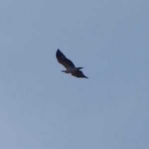 Haliaeetus leucogaster at Coree, ACT - 9 May 2019