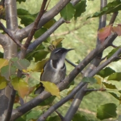 Phylidonyris pyrrhopterus (Crescent Honeyeater) at Cotter Reserve - 9 May 2019 by Christine