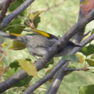 Phylidonyris pyrrhopterus at Paddys River, ACT - 9 May 2019 03:48 PM