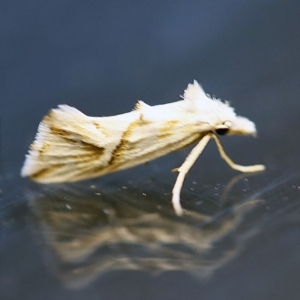 Heliocosma argyroleuca at O'Connor, ACT - 24 Dec 2017