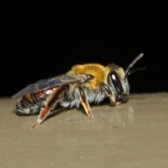 Leioproctus (Leioproctus) amabilis (A plaster bee) at ANBG - 9 May 2019 by TimL