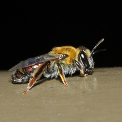 Leioproctus (Leioproctus) amabilis (A plaster bee) at ANBG - 9 May 2019 by TimL