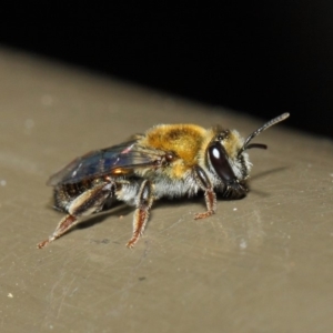 Leioproctus (Leioproctus) amabilis at Acton, ACT - 9 May 2019