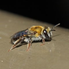 Leioproctus (Leioproctus) amabilis at Acton, ACT - 9 May 2019