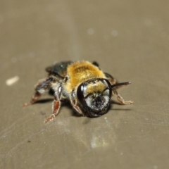 Leioproctus (Leioproctus) amabilis at Acton, ACT - 9 May 2019 01:26 PM